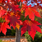 Javor červený (Acer rubrum) ´SOMERSET´® - výška 350-380 cm, obvod kmeňa 6/8 cm, kont. C18L